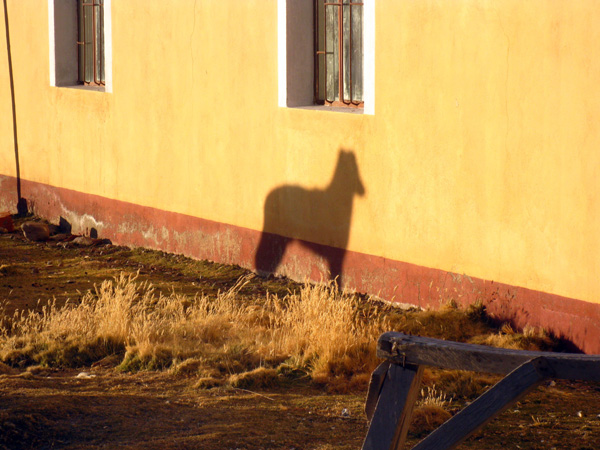 Ombre de chien